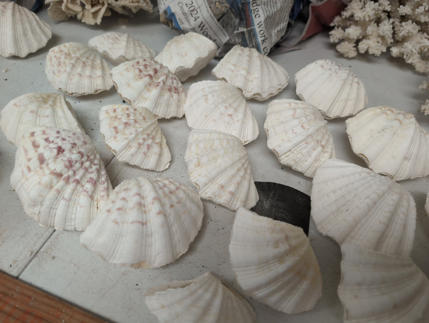 China Clam Shell Pairs (Hippopus porcellanus)