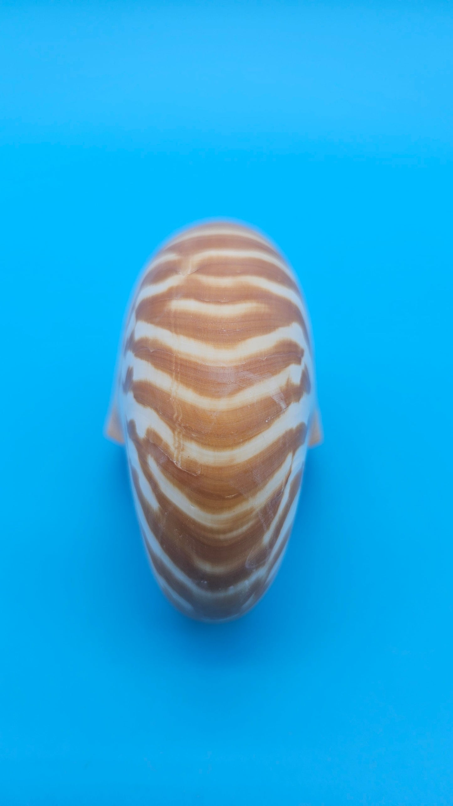 Chambered Tiger Nautilus Shell – Striking Natural Ocean Decor 3" (Nautilus pompilius)