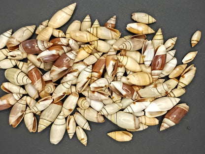 Mini Light Brown Mexican Olive Shell