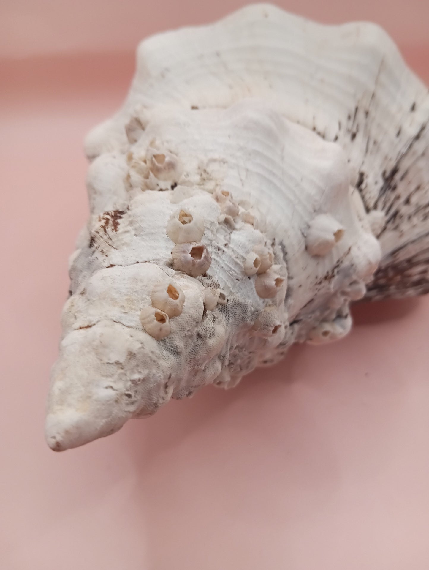 11.5" Horse Conch Shell with Barnacle Growth & Periostracum – Fasciolaria gigante