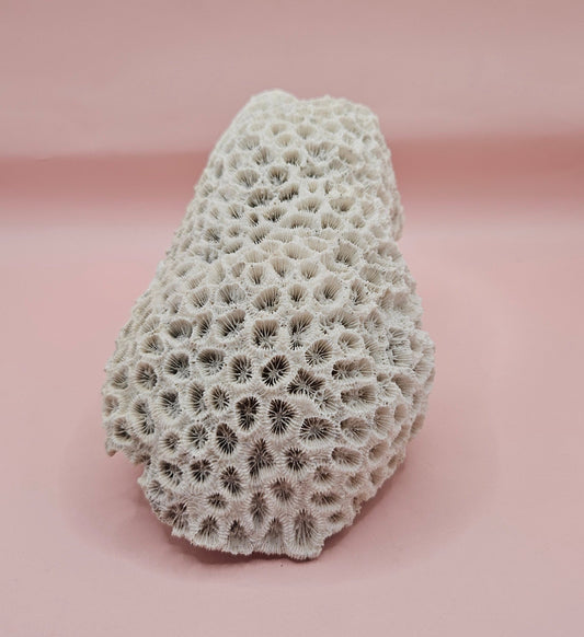Vintage White Brain Coral – 6.75" Natural Coastal Decor