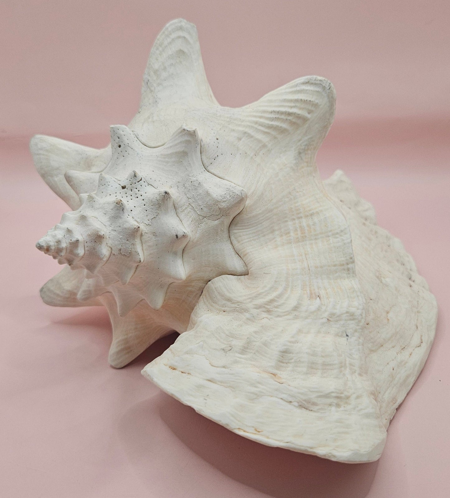 Queen Conch Shell - 9" Non Pierced Natural Coastal Home Décor Accent (Strombus Gigas)