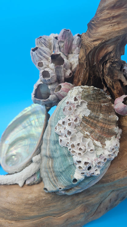 Coral, Abalone & Barnacle Sculpture on Grapevine Wood – 20" x 6.5" x 15.5"