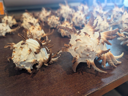 Black Murex Endive Long Spines - Murex endivia