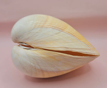 Natural Yellow Giant Cockle Shell Pair for Display | Coastal Home Decor | 4.7x4x3.3 Inches (Laevicardium elatum)