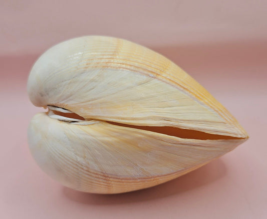 Natural Yellow Giant Cockle Shell Pair for Display | Coastal Home Decor | 4.7x4x3.3 Inches (Laevicardium elatum)