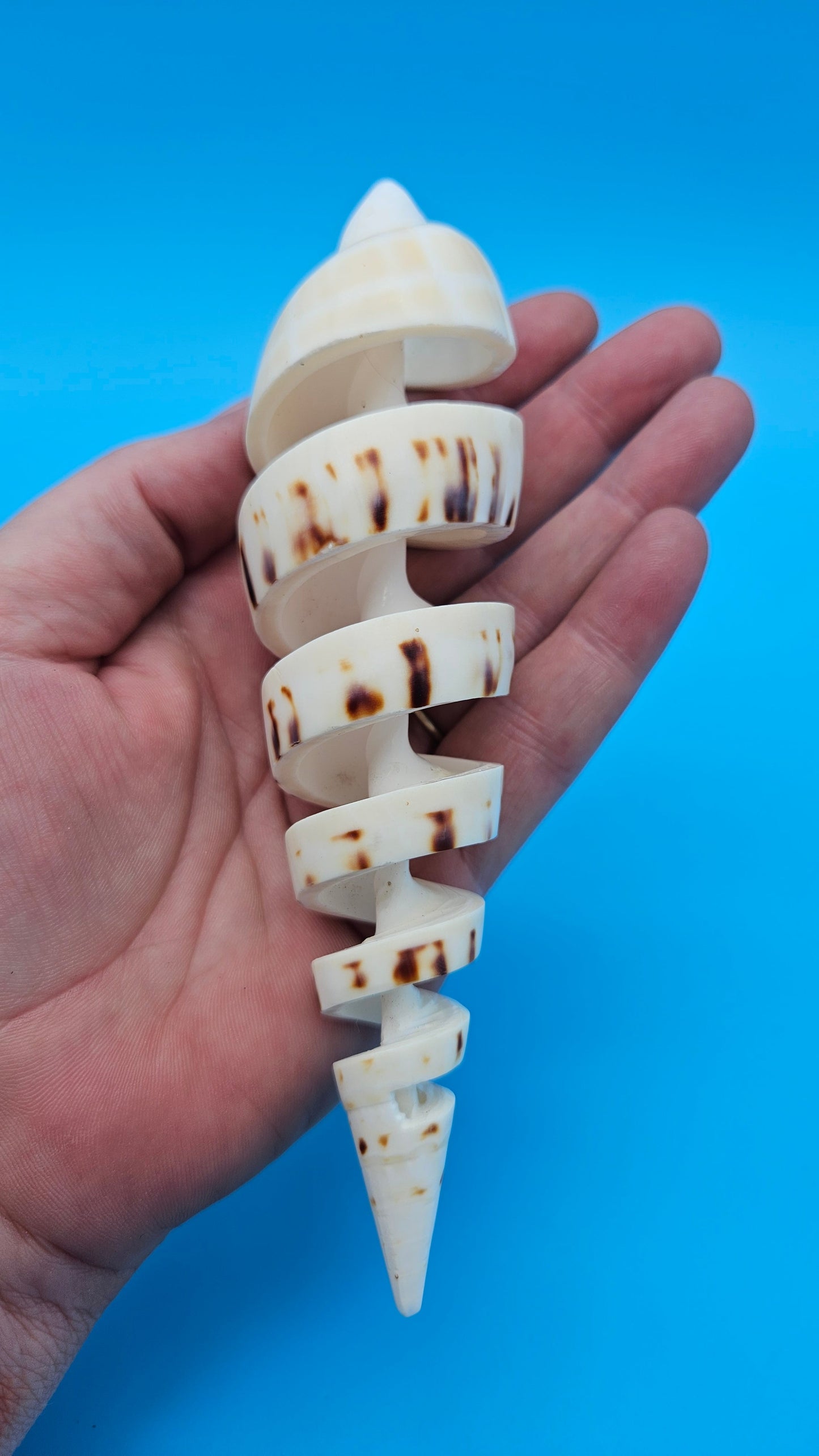 Spiral Cut Marlin Spike Display Shell (Terebra maculata) 6" – Premium Coastal Decor Specimen
