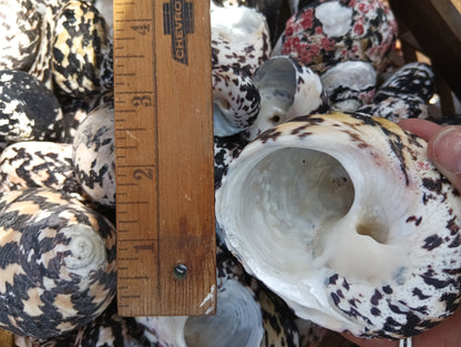 Black and Pearl Pica Magpie Turbo Shells Caribbean Gulf Seashells