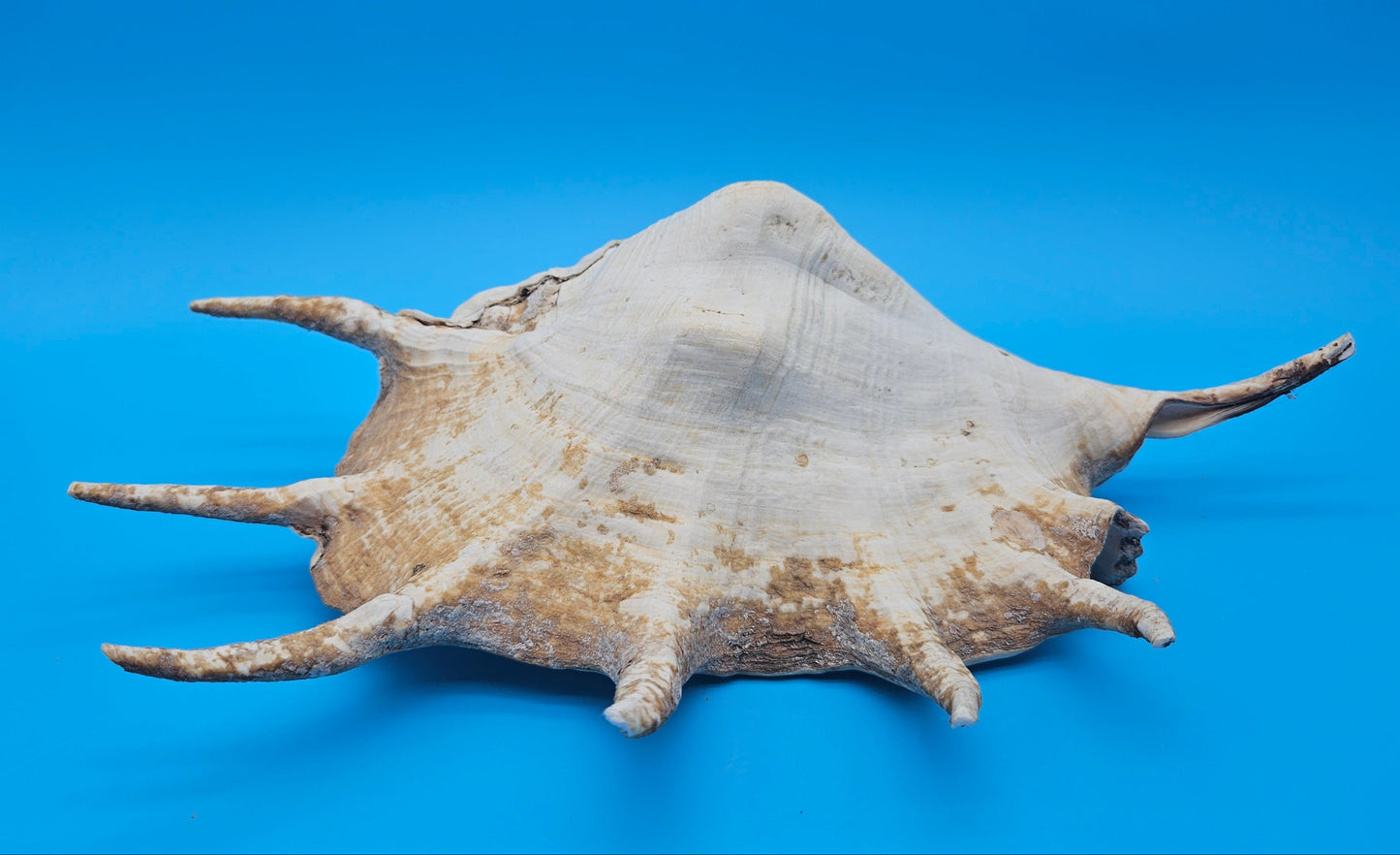 Large Perio Lambis Truncata Display Shell – Premium Coastal Home Decor Specimen (Lambis truncata)