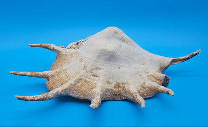 Large Perio Lambis Truncata Display Shell – Premium Coastal Home Decor Specimen (Lambis truncata)
