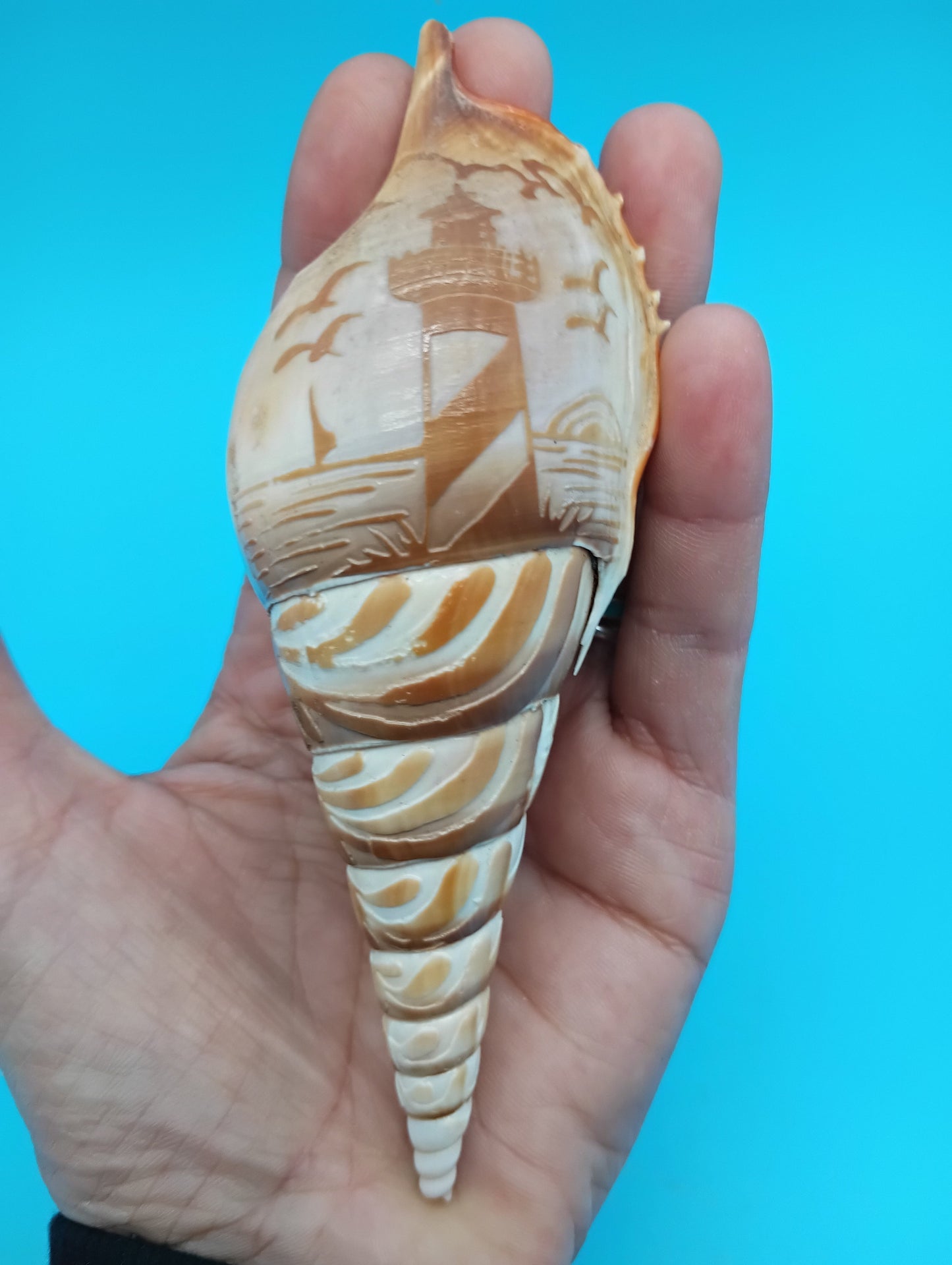 Carved Tibia Shell with Lighthouse Scene – 5"
