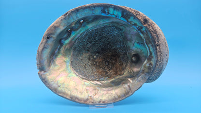 Green Abalone Shell with Pearl – 8" Coastal Display Décor Haliotis fulgens