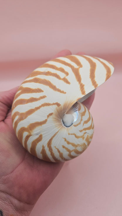 Tiger Nautilus Shell – Striking Natural Ocean Decor 4"