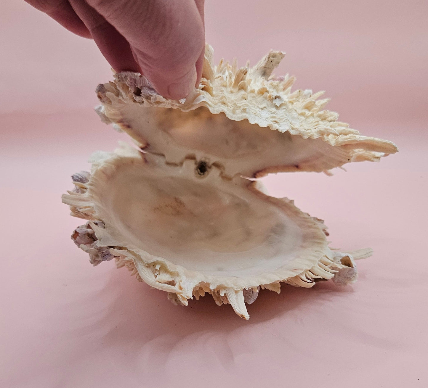 Spiky Spondylus Shell 5.5” with Barnacles  Coastal Decor Textured White Sea Shell Display