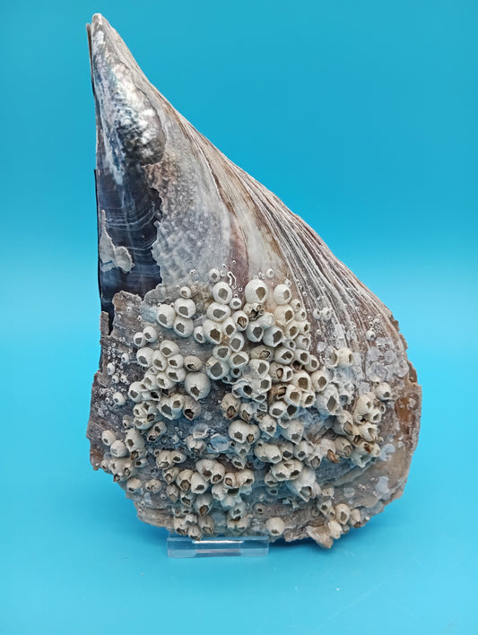 Barnacle Encrusted Rigid Pen Shell Display – Atrina rigida Approx. 8.4"