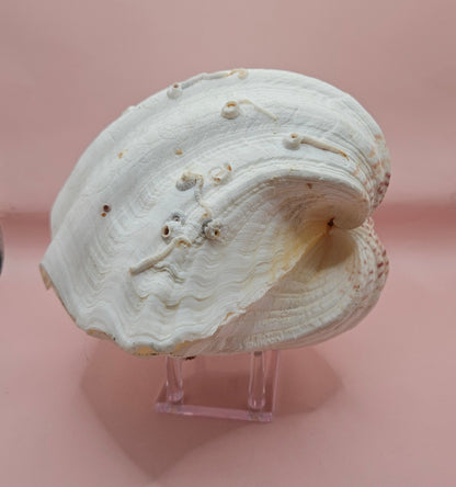 Bear Paw Clam Shell - 10" Unique Coastal Decor Accent