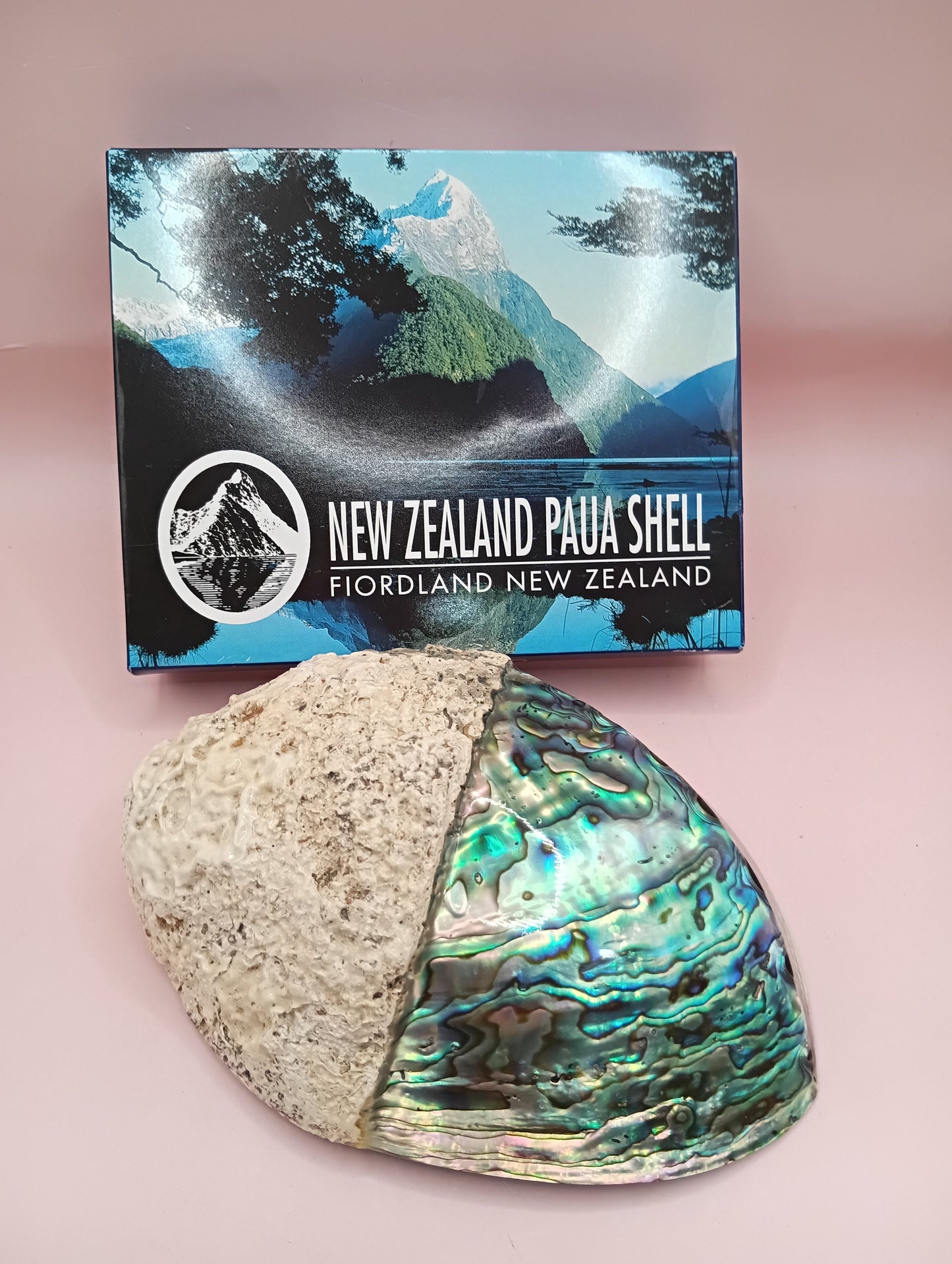 Natural New Zealand Paua Shell – Haliotis iris from Fiordland
