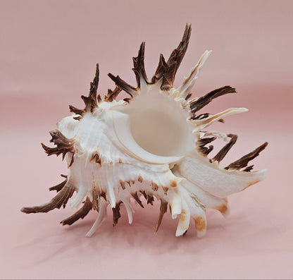 Black Murex Endive Shell with Long Spines – 4.2" Display Shell Coastal Decor