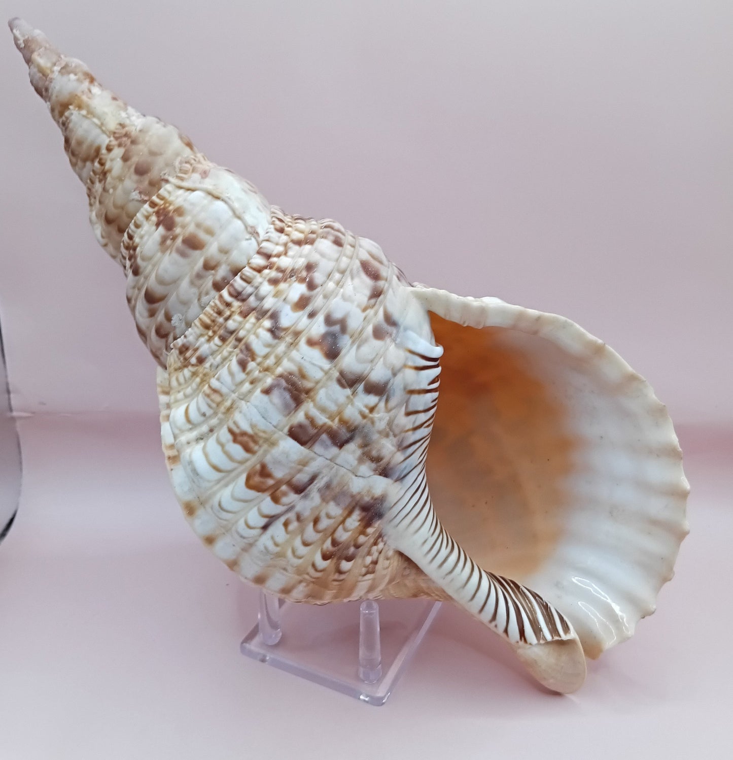 Pacific Triton Shell – 11" x 4.5" x 6.5" – Coastal Nautical Accent
