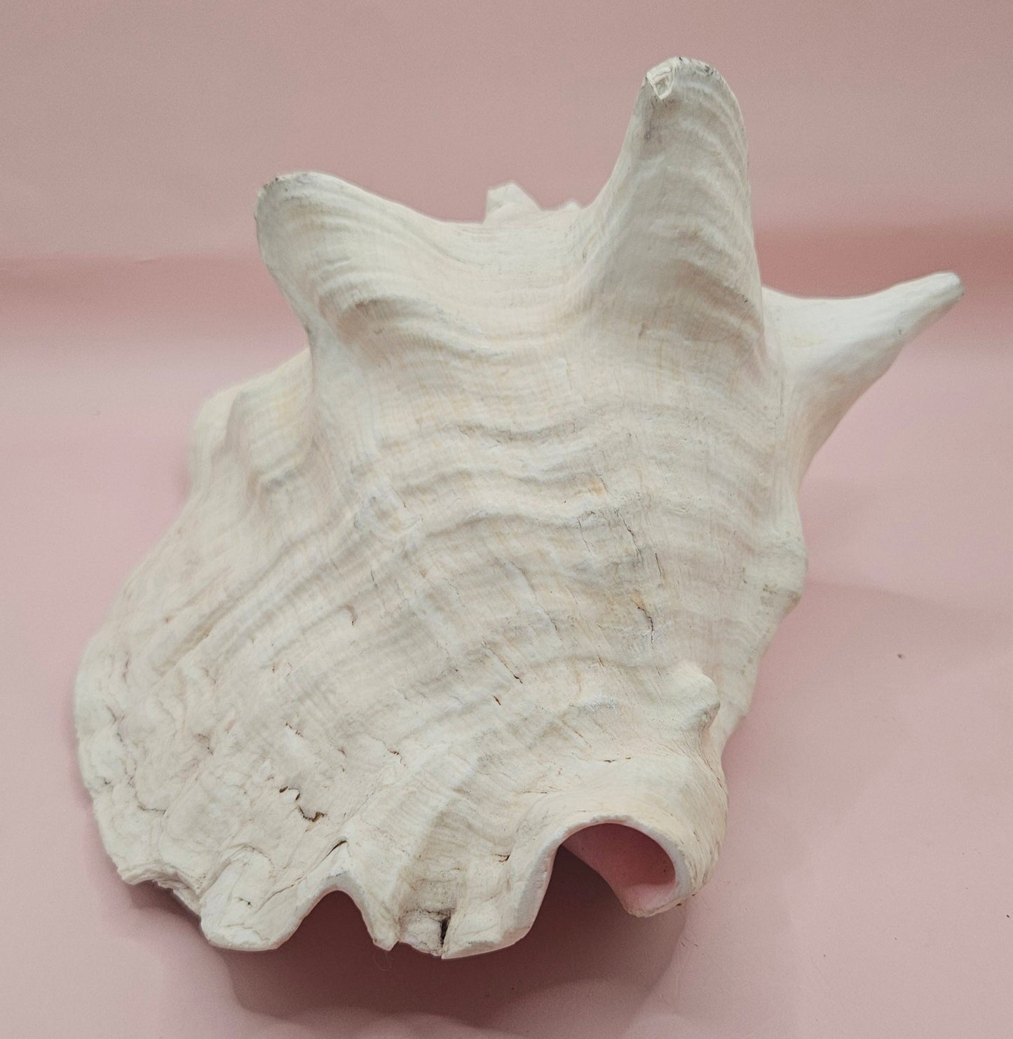 Queen Conch Shell - 9" Non Pierced Natural Coastal Home Décor Accent (Strombus Gigas)