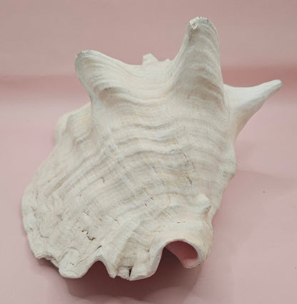 Queen Conch Shell - 9" Non Pierced Natural Coastal Home Décor Accent (Strombus Gigas)