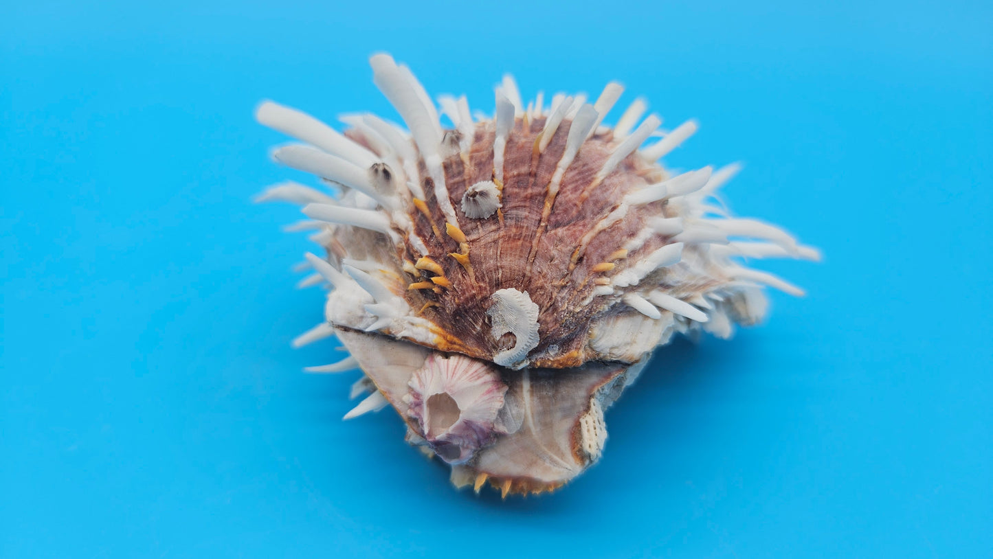 White Spiny Spondylus Shell Pair 3.8" – Hinged Coastal Display Shell with Orange Accents