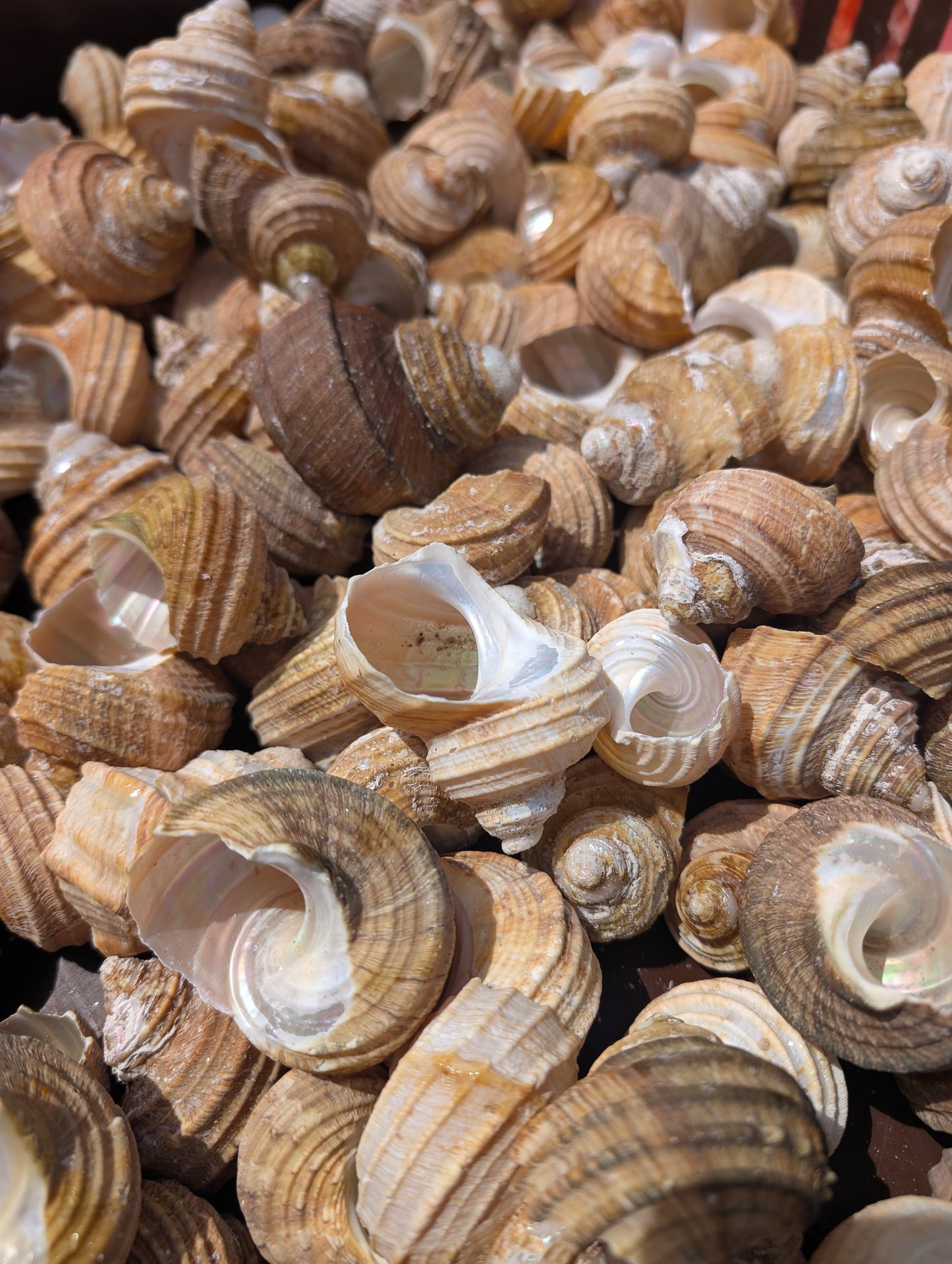 Natural Ribbed Turbo Shell