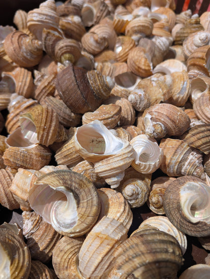 Natural Ribbed Turbo Shell