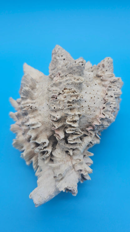 Huge Regius Regal Murex Shell – 6" Coastal Display Piece Hexaplex regius