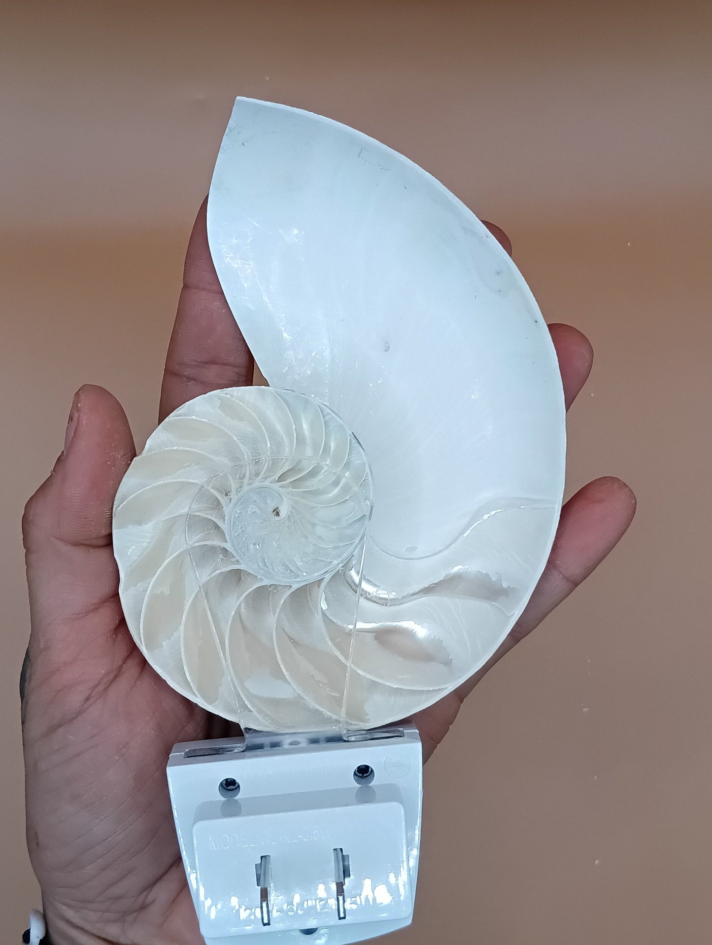 Nautilus Shell LED Night Light