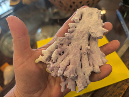 Purple Hydrocoral Fragment - 5x3.5x2"