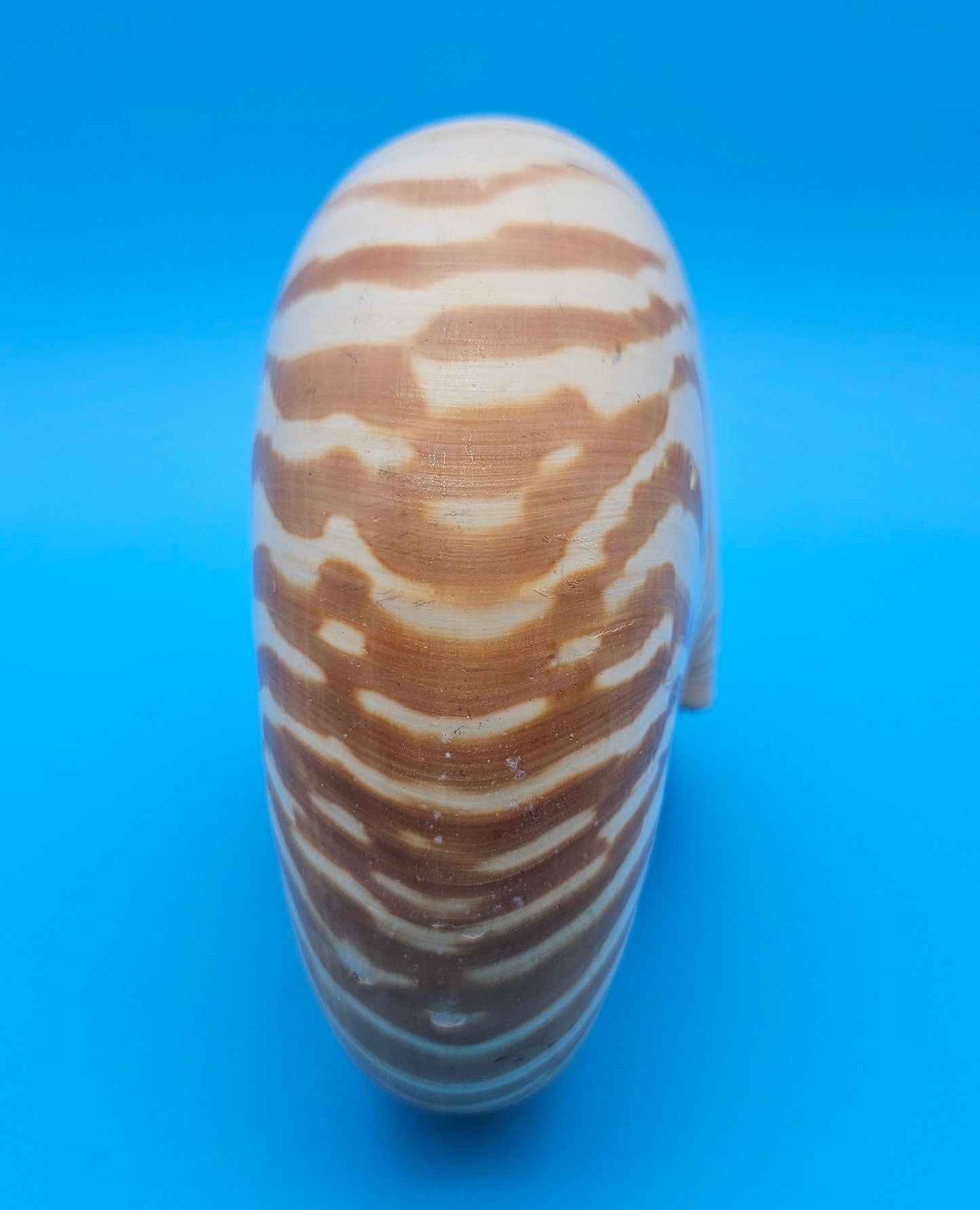 Tiger Nautilus Display Shell – 7.3"
