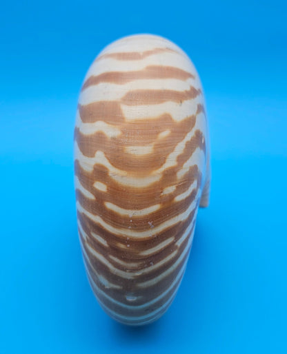Tiger Nautilus Display Shell – 7.3"