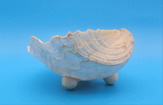 Bear Paw Clam Dish – 7.2" Coastal Display Shell