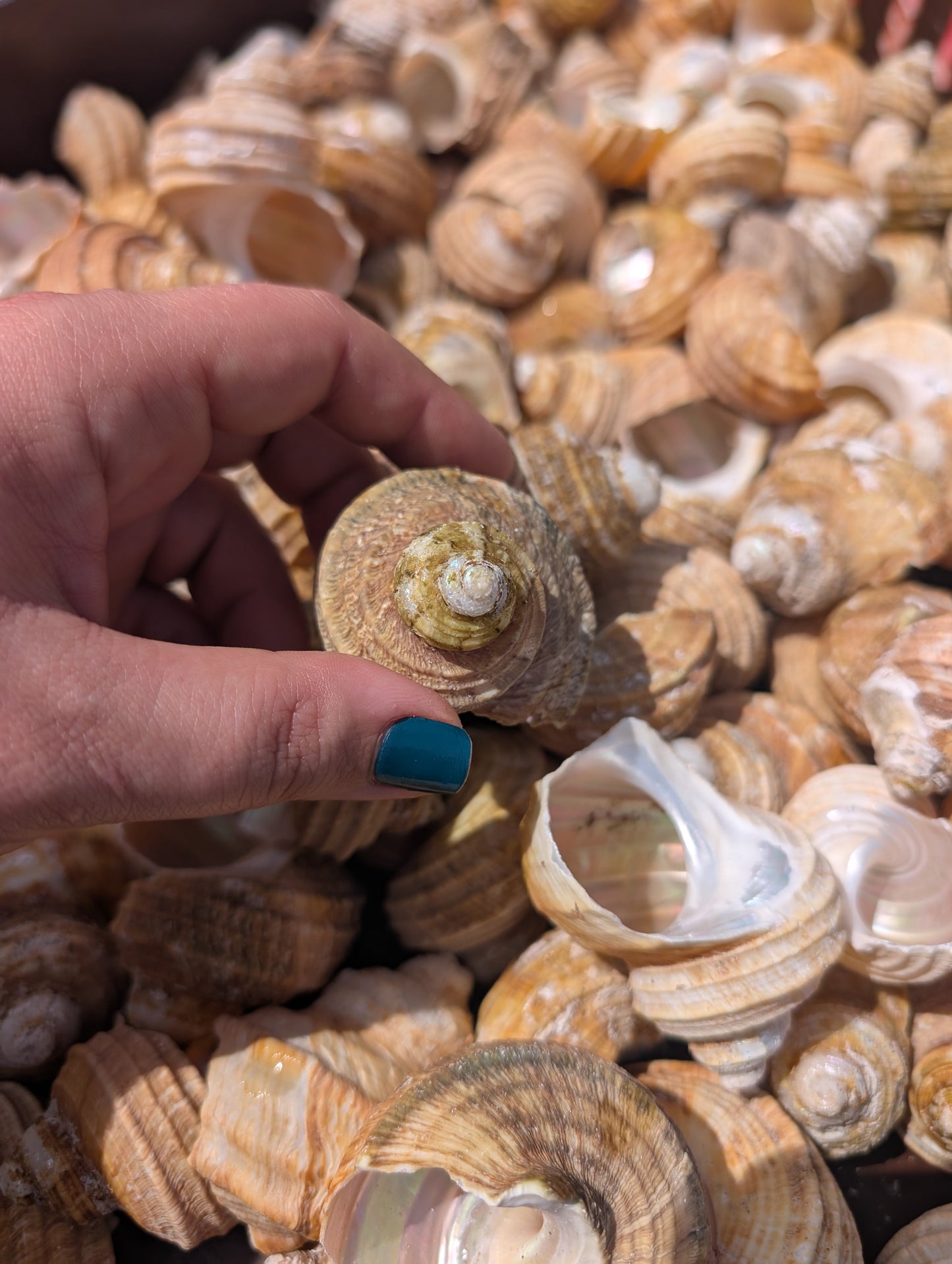 Natural Ribbed Turbo Shell