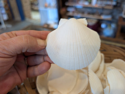 Cupped White Scallop