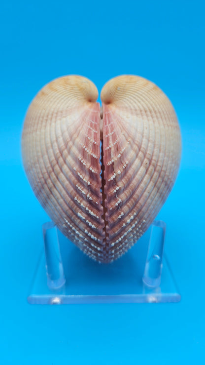 Pink Heart Cockle Display Shell – Premium Coastal Home Decor Specimen 4.8" (Maoricardium pseudolim)