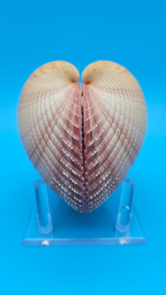 Pink Heart Cockle Display Shell – Premium Coastal Home Decor Specimen 4.8" (Maoricardium pseudolim)