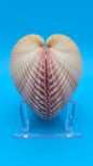 Pink Heart Cockle Display Shell – Premium Coastal Home Decor Specimen 4.8" (Maoricardium pseudolim)