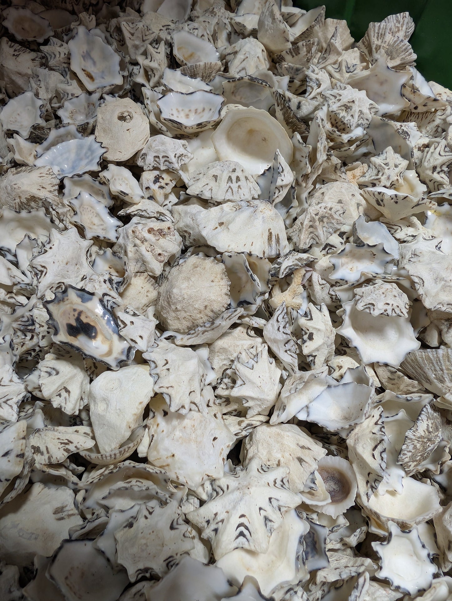 Star Limpet Shells - Cellana stellifera