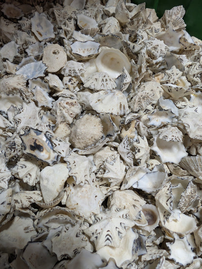 Star Limpet Shells - Cellana stellifera