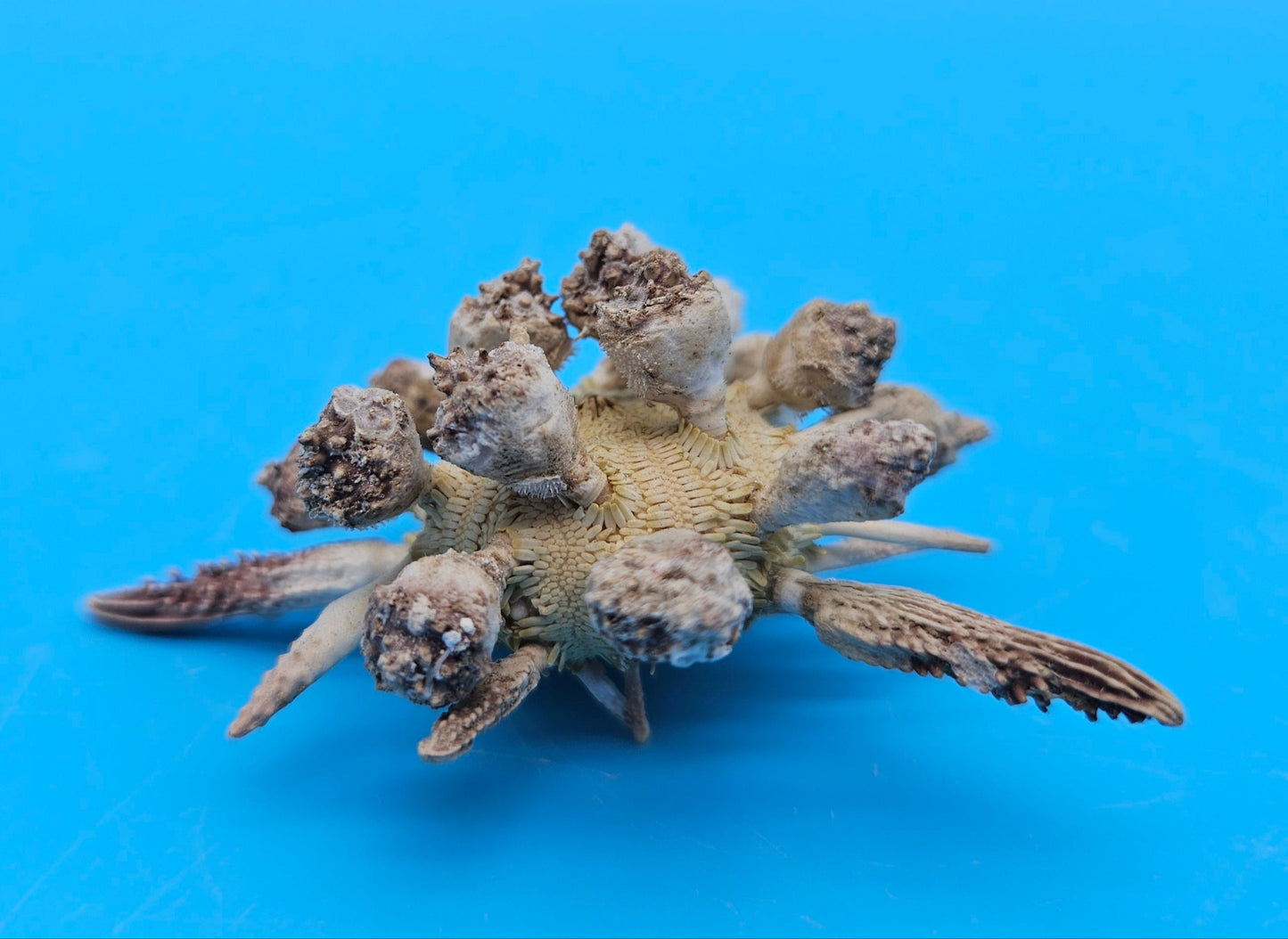 Pine Tree Urchin Display Shell – 2.8" Coastal Home Décor Piece