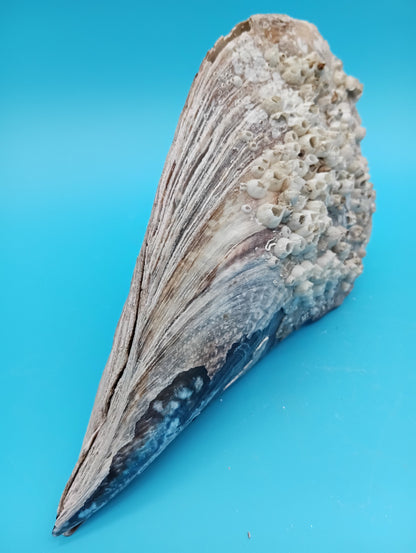 Barnacle Encrusted Rigid Pen Shell Display – Atrina rigida Approx. 8.4"