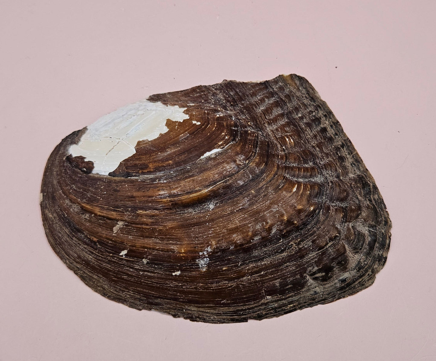 Fresh Water Clam Shell with Pearls and Loose Pearls – Display Shell 6.5"