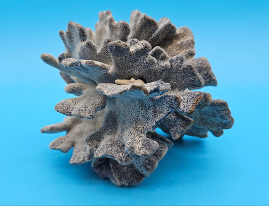 Vintage Blue Ridge Coral – 6" | (Heliopora Coerulea) Marine Life Skeleton