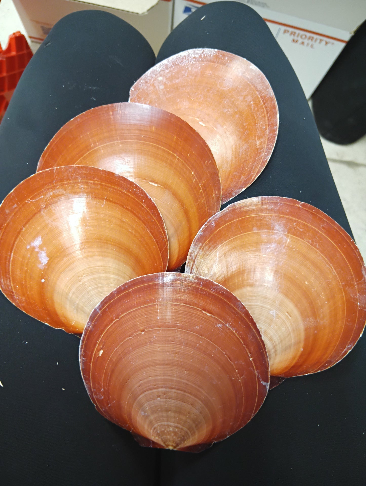 Red Asian Sun Moon Scallops