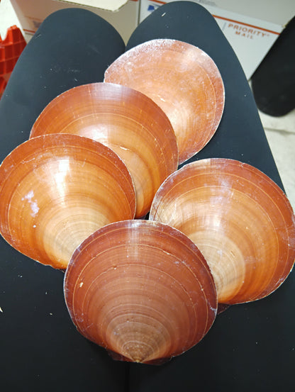 Red Asian Sun Moon Scallops