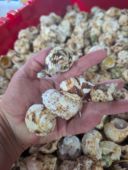 NEW Gold and Silver Mouth Turban Shells (Turbo Chrysostomus & Argyrostoma)