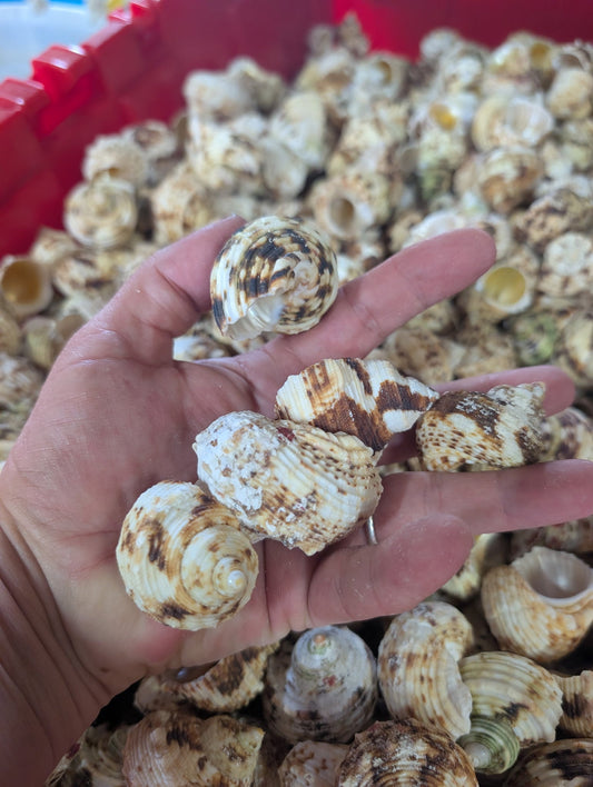 NEW Gold and Silver Mouth Turban Shells (Turbo Chrysostomus & Argyrostoma)