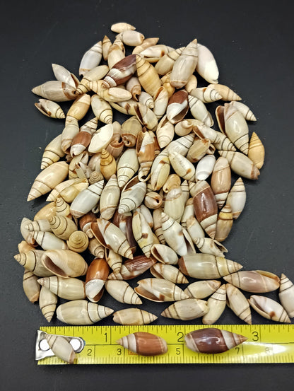Mini Light Brown Mexican Olive Shell